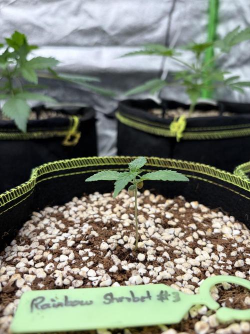 Rainbow Sherbet - Barney’s Farm. Week 2