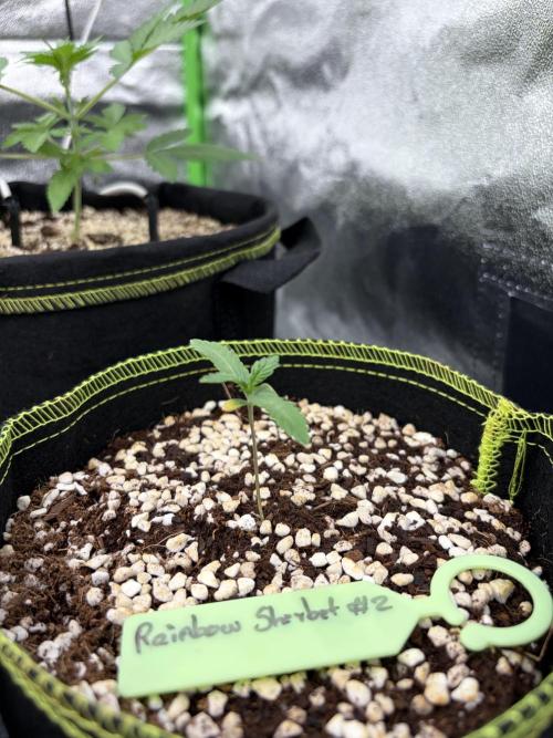Rainbow Sherbet - Barney’s Farm. Week 2