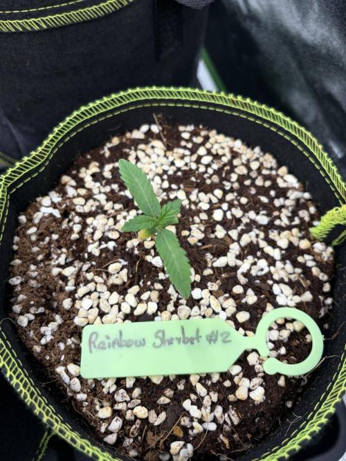 Rainbow Sherbet - Barney’s Farm. Week 2