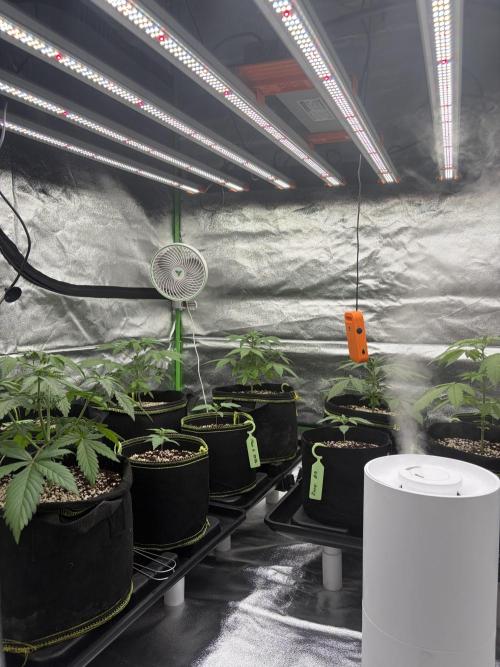 Rainbow Sherbet - Barney’s Farm. Week 2