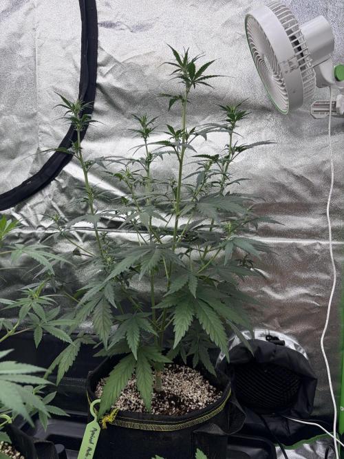 Fast Buds - Apricot Auto Indoor. Week 5