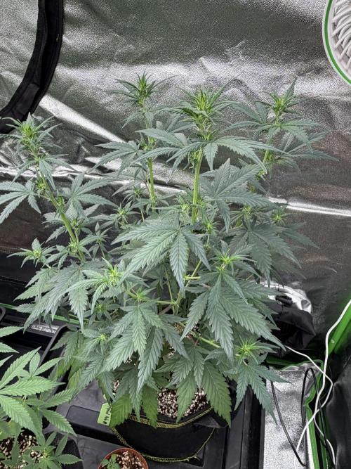 Fast Buds - Apricot Auto Indoor. Week 5