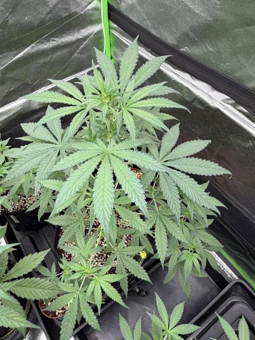 Fast Buds - Apricot Auto Indoor. Week 5