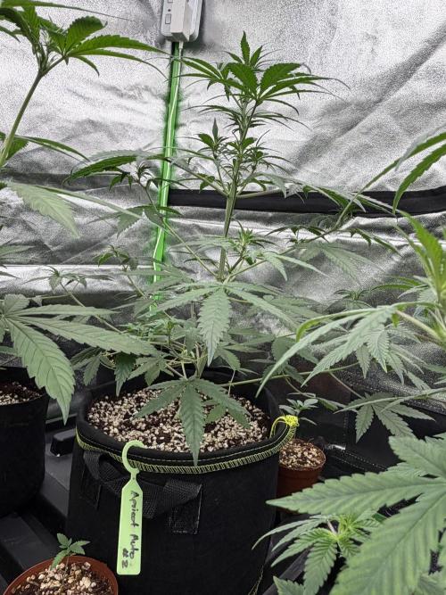 Fast Buds - Apricot Auto Indoor. Week 5