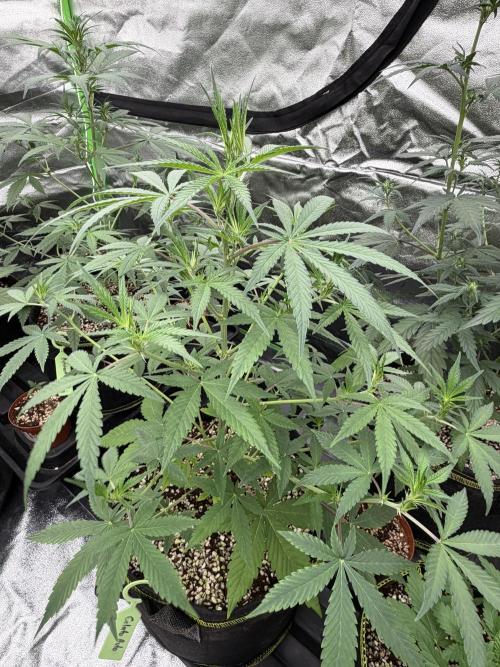 Fast Buds - Gelato Auto Indoor. Week 5