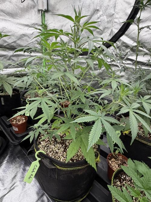 Fast Buds - Gelato Auto Indoor. Week 5