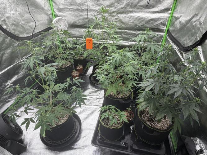 Fast Buds - Gelato Auto Indoor. Week 5