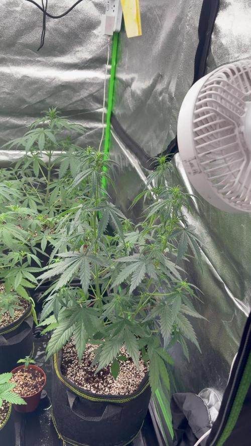 Fast Buds - Gelato Auto Indoor
