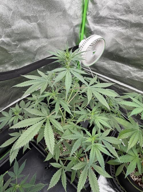 Fast Buds - Tropicana Cookies Auto. Week 5
