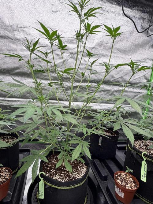 Fast Buds - Tropicana Cookies Auto. Week 5