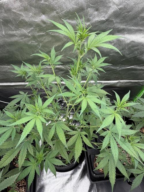 Fast Buds - Tropicana Cookies Auto. Week 5