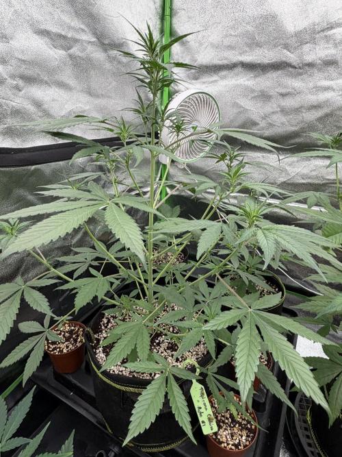 Fast Buds - Tropicana Cookies Auto. Week 5