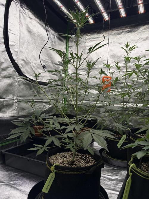 Fast Buds - Guava Auto Indoor. Week 5