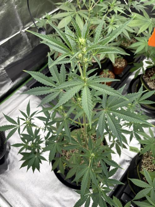 Fast Buds - Guava Auto Indoor. Week 5
