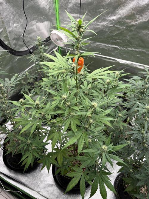 Fast Buds - Tropicana Cookies Auto. Week 6