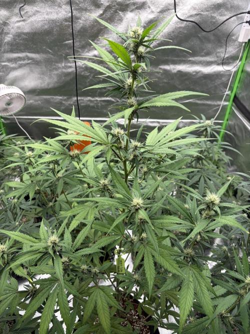 Fast Buds - Tropicana Cookies Auto. Week 6