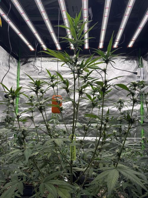 Fast Buds - Tropicana Cookies Auto. Week 6 - #2