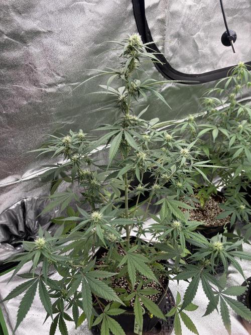 Fast Buds - Tropicana Cookies Auto. Week 6