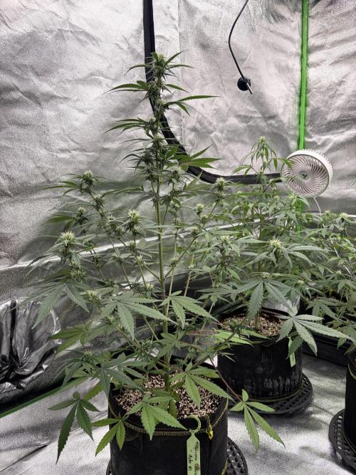 Fast Buds - Tropicana Cookies Auto. Week 6