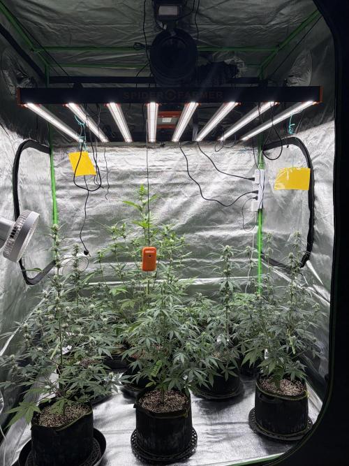 Fast Buds - Tropicana Cookies Auto. Week 6