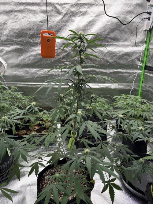 Fast Buds - Apricot Auto Indoor. Week 6
