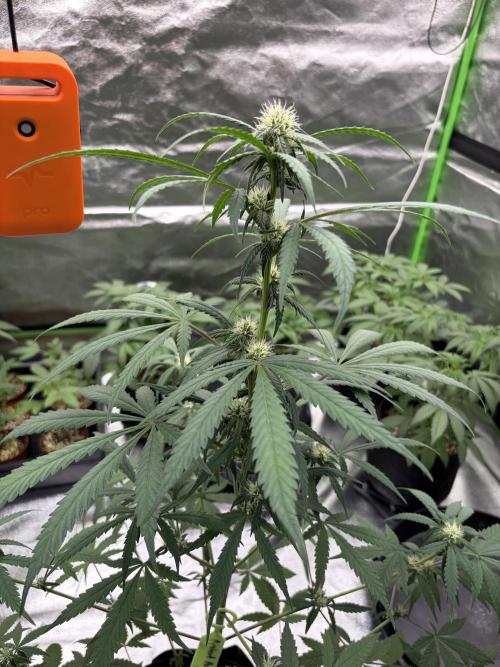 Fast Buds - Apricot Auto Indoor. Week 6
