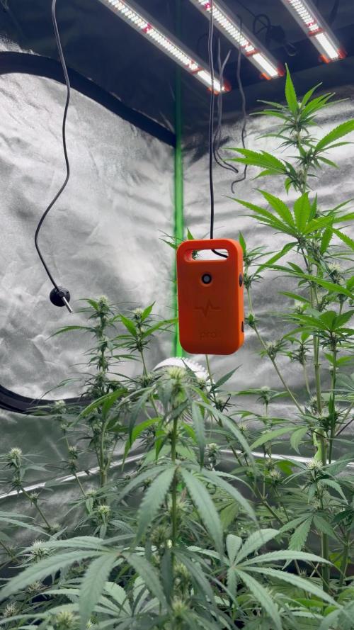 Fast Buds - Apricot Auto Indoor