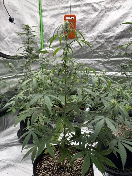 Fast Buds - Gelato Auto Indoor. Week 6