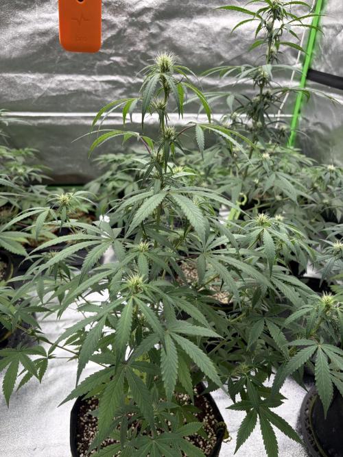 Fast Buds - Gelato Auto Indoor. Week 6