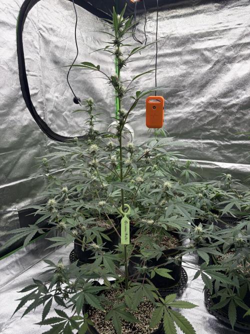 Fast Buds - Guava Auto Indoor. Week 6