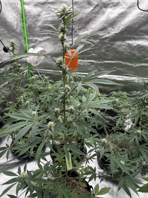 Fast Buds - Guava Auto Indoor. Week 6