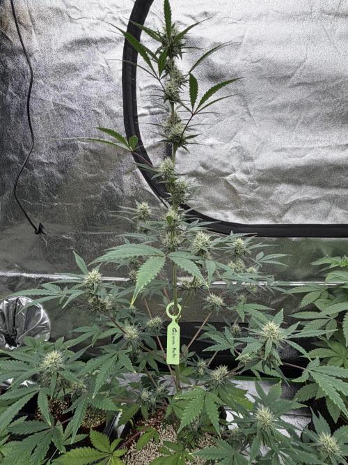 Fast Buds - Guava Auto Indoor. Week 7