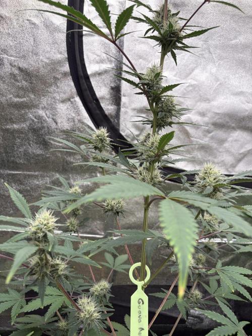 Fast Buds - Guava Auto Indoor. Week 7