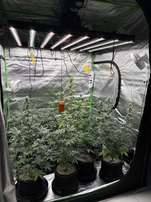 Fast Buds - Guava Auto Indoor. Week 7