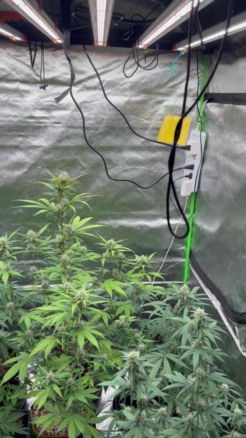 Fast Buds - Guava Auto Indoor