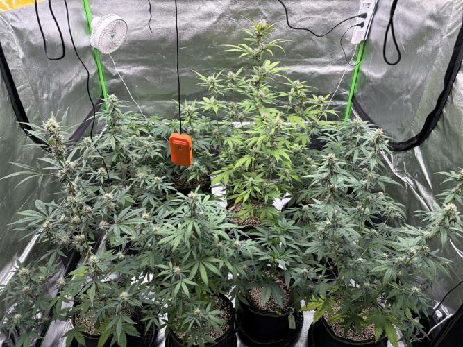 Fast Buds - Guava Auto Indoor. Week 7