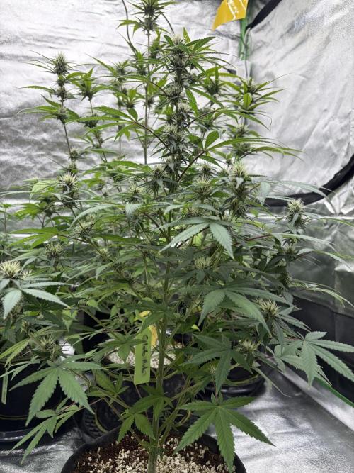 Fast Buds - Gelato Auto Indoor. Week 7