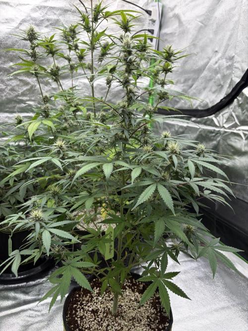 Fast Buds - Gelato Auto Indoor. Week 7