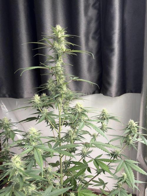 Fast Buds - Tropicana Cookies Auto. Week 7