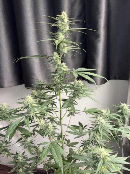 Fast Buds - Tropicana Cookies Auto. Week 7