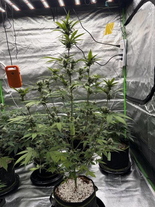 Fast Buds - Tropicana Cookies Auto. Week 7