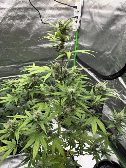 Fast Buds - Tropicana Cookies Auto. Week 7