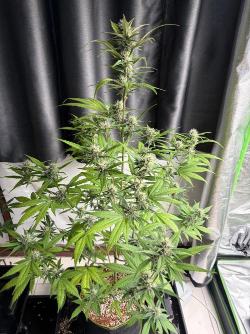 Fast Buds - Tropicana Cookies Auto. Week 7