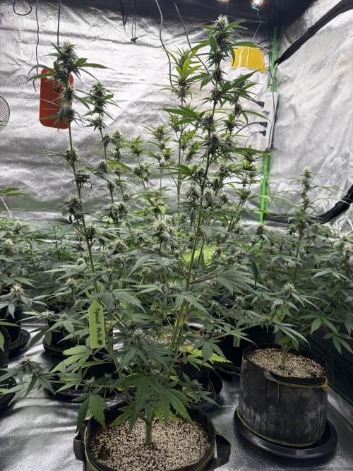 Fast Buds - Apricot Auto Indoor. Week 7