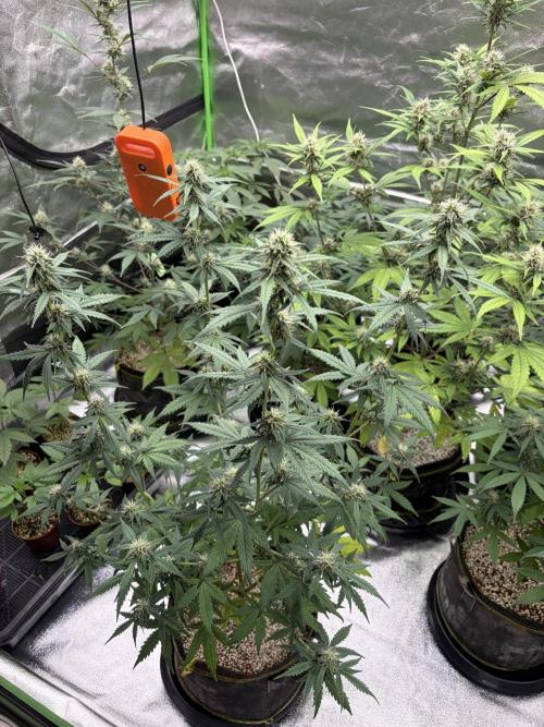 Fast Buds - Apricot Auto Indoor. Week 7