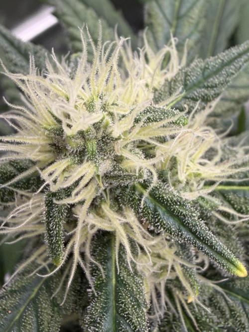 Fast Buds - Apricot Auto Indoor. Week 7