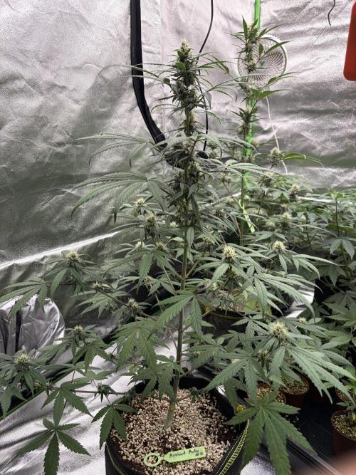 Fast Buds - Apricot Auto Indoor. Week 7