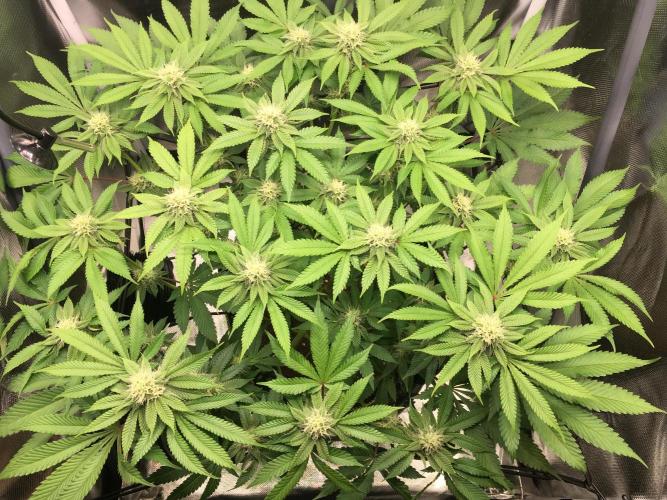 Nordkraut Jack Herer X Runtz. Week 10