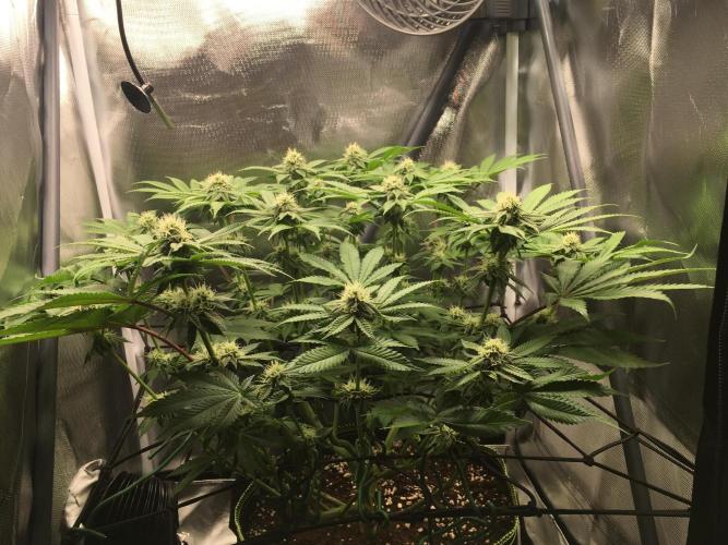 Nordkraut Jack Herer X Runtz. Week 10