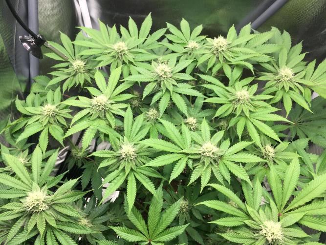 Nordkraut Jack Herer X Runtz. Week 10